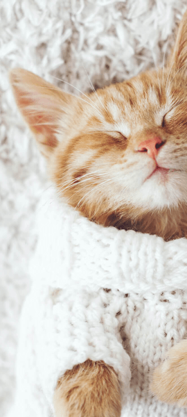 Carpet pet friendly carpet in Lakeside, CA